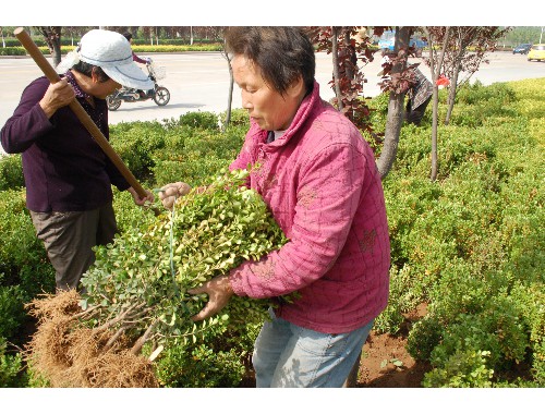 河西绿化苗木市场规模