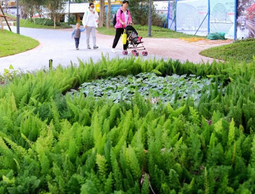 沙河城市绿化带种植什么植物比较好