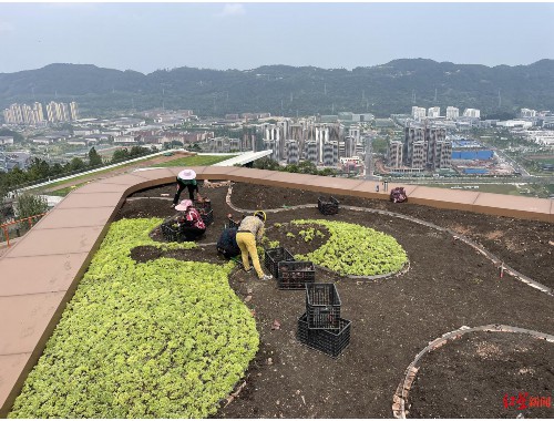 东丽市政道路绿化