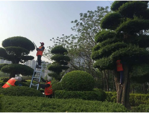 信阳绿化带对城市的作用