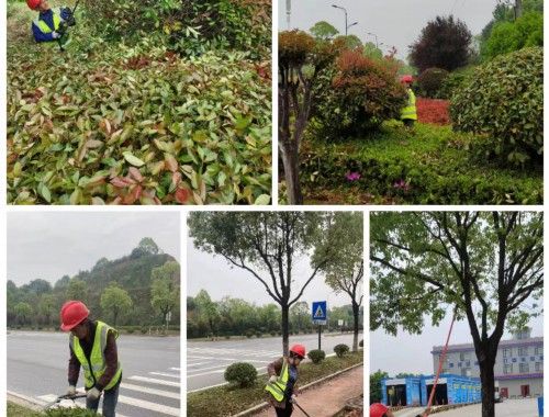 沅江市政道路绿化常用苗木