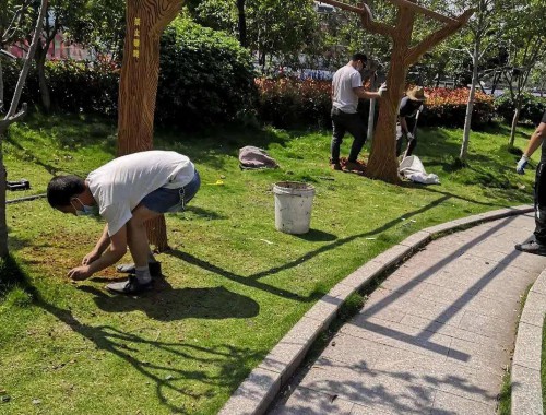 江山城市绿化带种植什么植物比较好