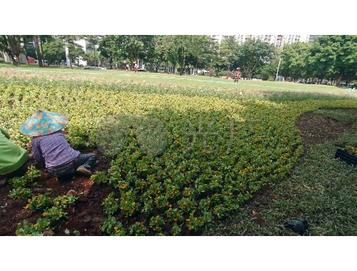 汉川市政绿化资料要做哪些