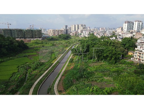 汝州市政道路绿化常用苗木