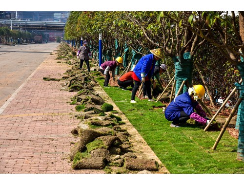 株洲绿化苗木批发市场在哪