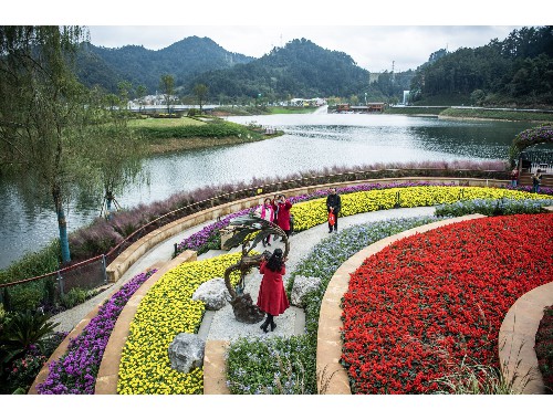 杭州园林绿化草坪批发市场